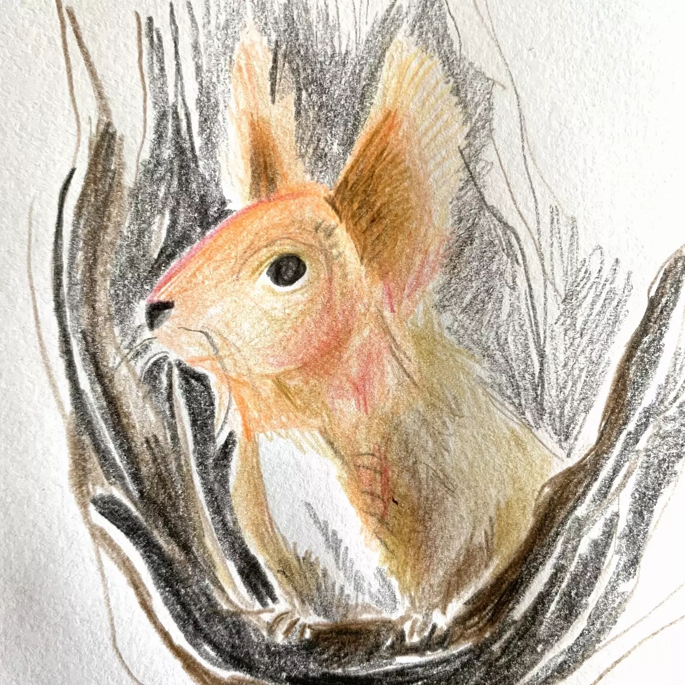 A coloured pencil sketch of a red squirrel, looking over a tree branch, he has big, fluffy ears and and black eye. He looks at something in the distance